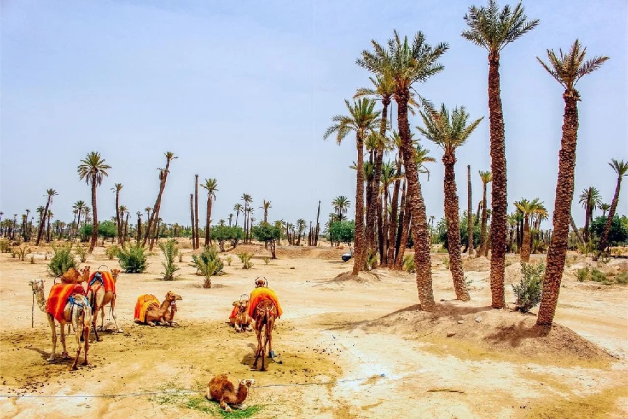 Camel ride in the palm grove of Marrakech