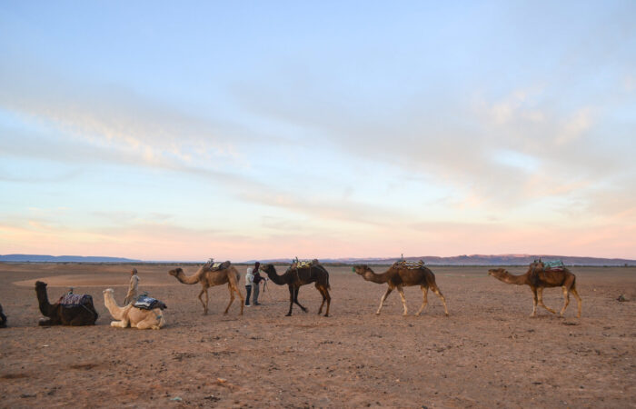 Zagora desert